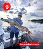 Wobbler "Banana" 70F - Cl 1 - Image 2