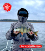 Vaappu ”Banana” 70F – CL 14 - Image 2