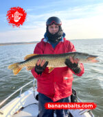 Wobbler „Banan” 70F - Cl 7 - obrazek 2