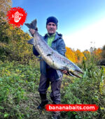 Vaappu ”Banana” 70F – CL 8 - Image 2