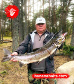 Wobbler „Banan” 70F - Cl 11 - obrazek 2